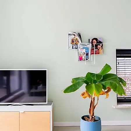 Studiolke